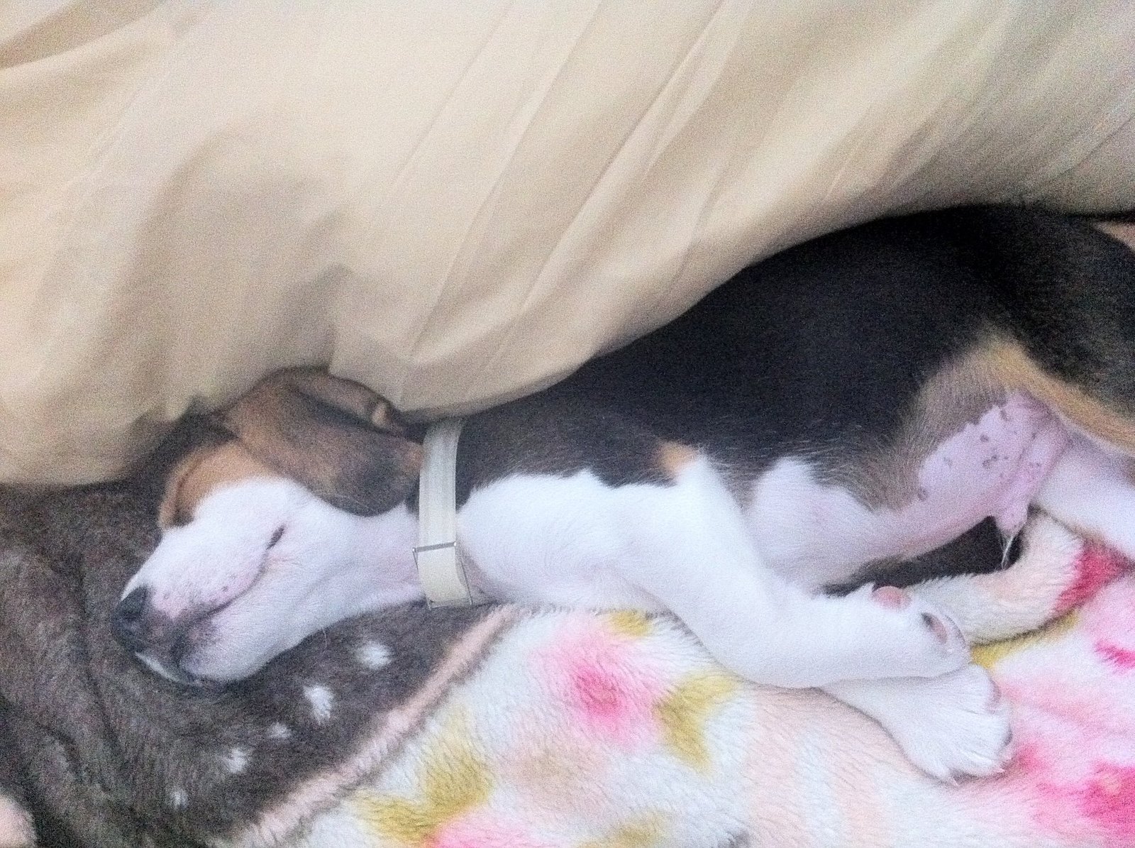 Darwin the beagle resting safely at home