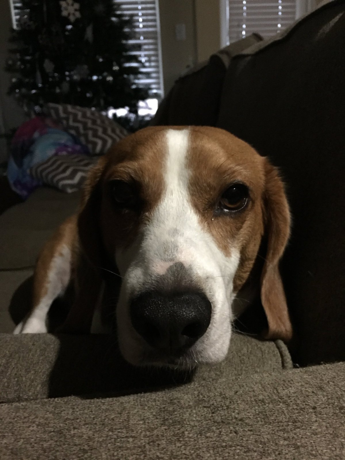 The real Darwin, a beagle